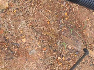 Stella S.'s Flower Bed Weeding service result