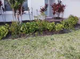 Bush Trimming by John Weber for Shelly T. in Clermont, FL