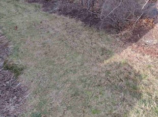 Weeding by Matthew Spinelli for Bela G. in Stratford, CT