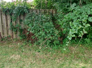 Bush Trimming by Randy Graham for Lisa H. in Indianapolis, IN