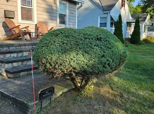 Bush Trimming by Ryan Hoepf for Jim M. in Elyria, OH