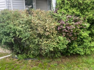 Bush Trimming by James Sedlak for Ian M. in Taylor, PA
