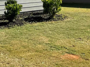 Bush Trimming by Ronald Jackson for Jasmine S. in Covington, GA