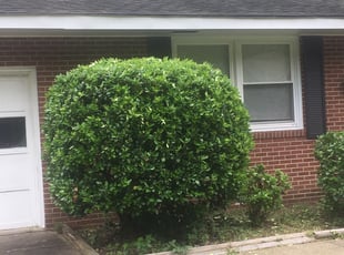 Bush Trimming by Carlton Burney for Kyle S. in Newport News, VA