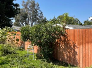 Bush Trimming by John Sevillano for Jason R. in Ontario, CA
