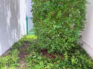 Amanda T.'s Bush Trimming service result