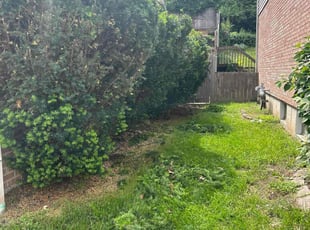 Bush Trimming by Jay Robbe for Matthew J. in Cincinnati, OH