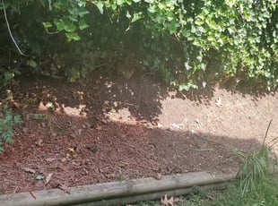 Weeding by Joseph Pinto for Joan J. in Silver Spring, MD