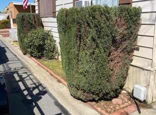 Bush Trimming by Loren Utsler for Sandra R. in Visalia, CA