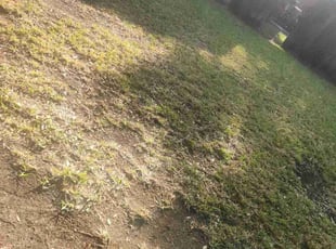 Leaf Removal by Manuel Solis Soto for Jennifer O. in Plano, TX