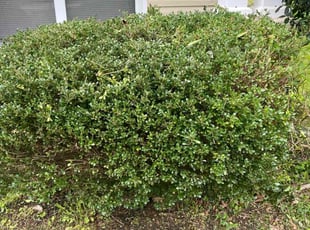 Bush Trimming by MARCUS LONG for Lynden S. in Charlotte, NC