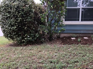 Bush Trimming by Joshua Benouis for ANDREA F. in Pflugerville, TX