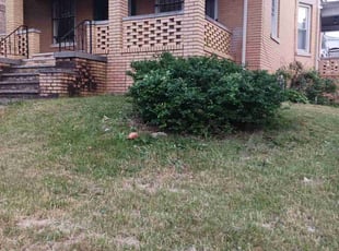 Bush Trimming by Levi Simmons for James K. in Newark, NJ