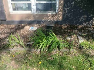 Weeding by Julio Almestica for Robbin B. in Grain Valley, MO