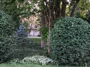 Bush Trimming by Richard Marchione for Barrie B. in Grand Rapids, MI