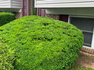 Bush Trimming by Scott Source for Rodney N. in Owings Mills, MD
