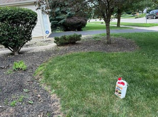 Kimberly C.'s Weeding service result