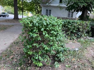 Bush Trimming by Bryant King for Derek L. in Kansas City, MO