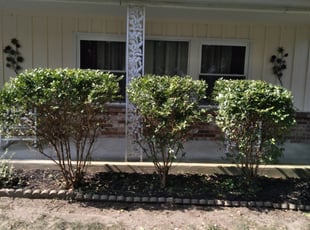Bush Trimming by Thomas Swert for William B. in Toledo, OH