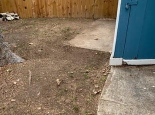Leaf Removal by Melissa Robinson for Alex H. in San Antonio, TX