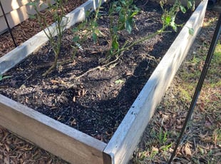 Weeding by Humberto Bernal for Audrey J. in Austin, TX