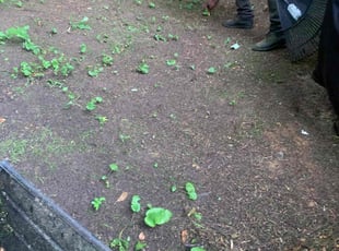 Melissa C.'s Leaf Removal service result