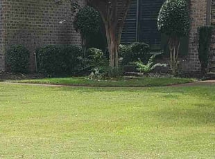 Bush Trimming by Tommy Keeten for Andre D. in Collierville, TN