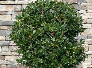 Bush Trimming by Casey Bryant for Lillian J. in Virginia Beach, VA