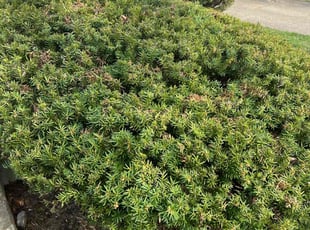 Bush Trimming by Davon Clark for mark k. in Dayton, OH