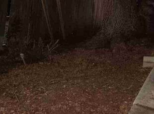 Leaf Removal by Amelisa Pierre for Cindy A. in Clearwater, FL