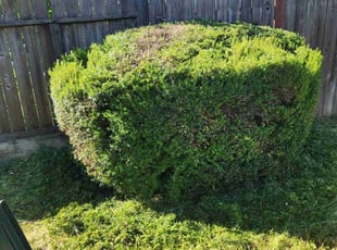 Bush Trimming by Juan Rodriguez for Jan M. in Rocklin, CA