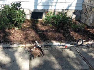 Weeding by Debbie Carper for Kevin B. in Virginia Beach, VA