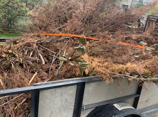 Cleanups by Romeo King for Samantha T. in San Antonio, TX