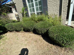 Bush Trimming by Jorge Aguilar for Jack F. in Dallas, TX
