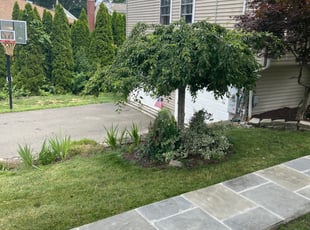 Bush Trimming by Derrick Mcmillan for Susan H. in Bridgeport, CT