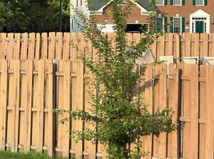 Cherilyn R.'s Bush Trimming service result