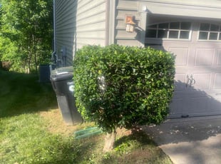 Bush Trimming by Ronald Martin for Anthony H. in Charlotte, NC