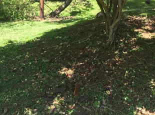 Leaf Removal by Maurice Downing for Amiri J. in Cheltenham, PA