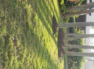 Ceporah H.'s Lawn Mowing Service service result