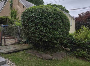 Angela F.'s Bush Trimming service result