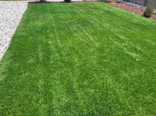 Chris W.'s Weeding service result