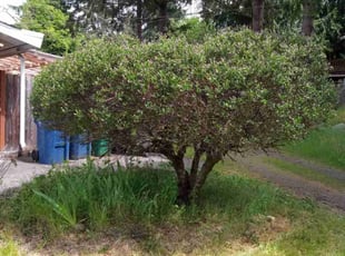 Bush Trimming by Mondre Causey for Carla F. in Fife, WA