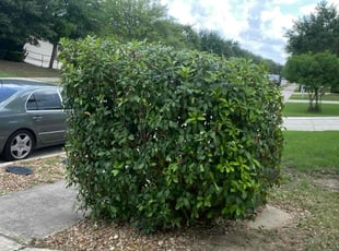 Bush Trimming by Adrianna Soto for Nick R. in Schertz, TX