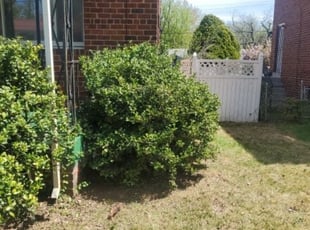 Bush Trimming by Chris Stewart for Matt W. in Washington, DC