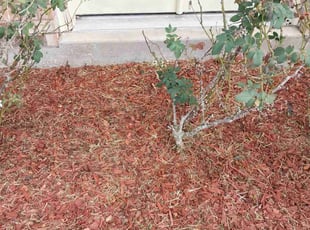 Weeding by Allen Roberto $ for Marlene S. in Violet, LA