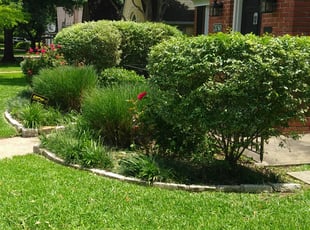 Bush Trimming by Shelita Williams for Kelly D. in Dallas, TX
