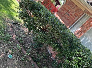 Bush Trimming by Alfredo Cisneros for Dan P. in Lewisville, TX