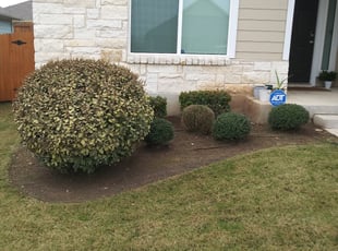 Bush Trimming by Geovanni Vargas for Daniel E. in Austin, TX