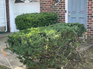 Jesse S.'s Bush Trimming service result