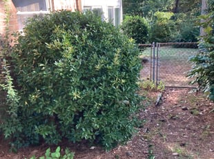 Bush Trimming by Stephen Utley for Sebastian S. in Mechanicsville, VA